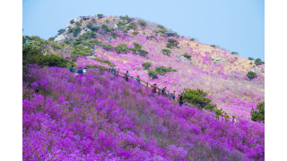 Đến Daegu, ngắm thiên đường hoa trên đỉnh núi Biseulsan